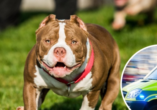 Fatalny finał pierwszego spotkania z psem. Noworodek zaatkowany. Natychmiastowa reakcja policji