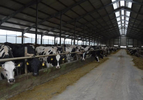 Genetyka zamiast dodatków paszowych? Nawet 7% mniejsza emisja metanu od krowy