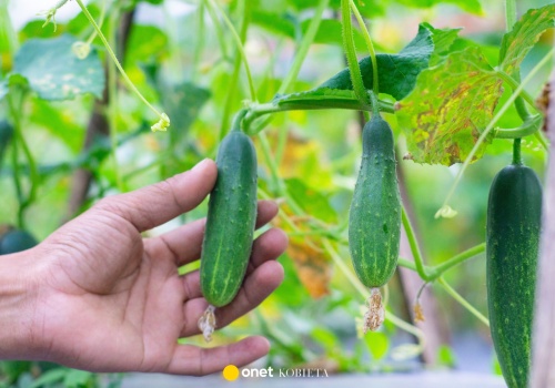 Co posadzić obok ogórków w ogródku? Zaplanuj już teraz, a zwiększysz plony