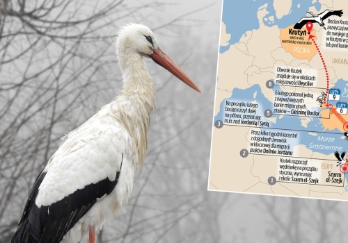 Bocian Krutek już w Europie. Eksperci śledzą jego powrót do Polski mimo śniegu