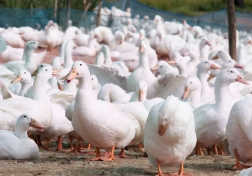 Grypa ptaków w gospodarstwach: gdzie pojawiły się nowe ogniska HPAI?