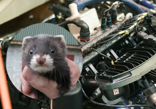 Kuna pod maską to nie przypadek. Ten szczegół przyciąga ją najbardziej
