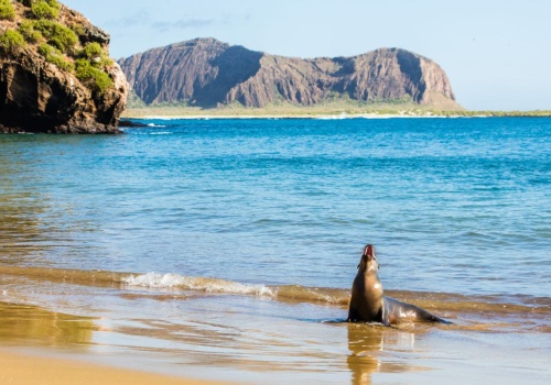 Wyjątkowa wyspa przyciąga tylko odważnych. Z dziką naturą zmierzysz się na każdym kroku