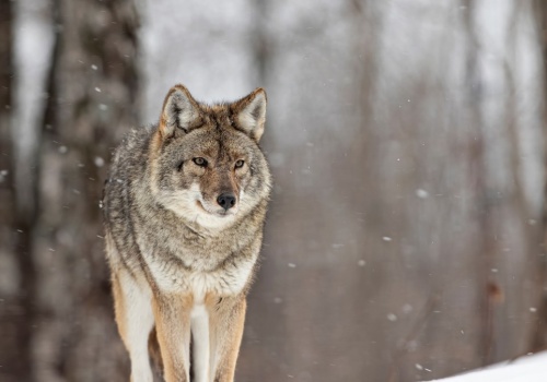 Wilki w małopolskiej gminie? Mieszkańcy proszeni o ostrożność