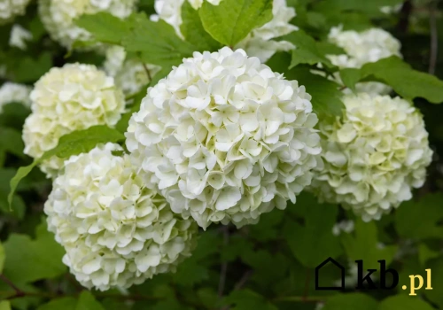 Ta roślina bije hortensję na głowę. Wygląda obłędnie i prawie nie wymaga opieki