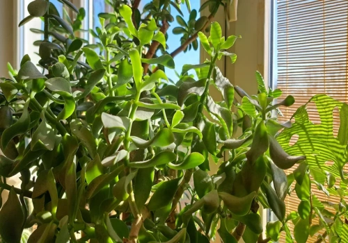 Grubosz masowo zrzuca liście? Wlej to raz w miesiącu, a odbije w kilka tygodni