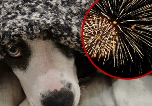 Komisja przyjęła zmiany w ustawie o ochronie zwierząt. Zakaz fajerwerków rozszerzony