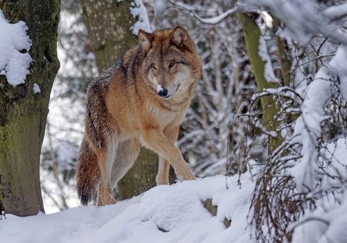 Wilki coraz śmielej poczynają sobie w Chmielniku. „Kierowca bał się wypuścić dzieci z autobusu”