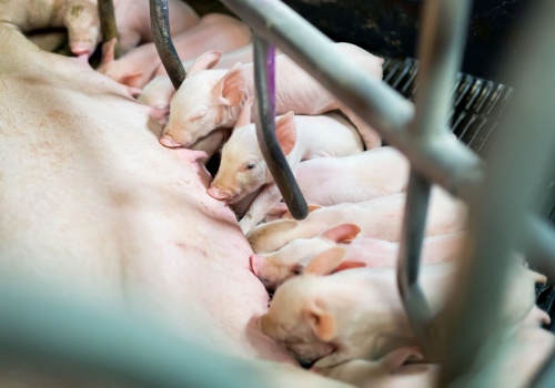 Nowy raport: przyszłość branży mięsnej rozstrzygnie się w Azji