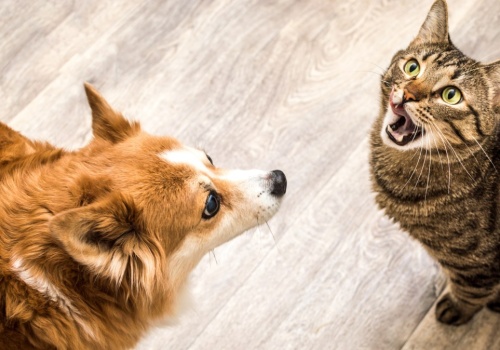 Nietypowe cechy osobowości u miłośników kotów. Odróżnia ich to od psiarzy