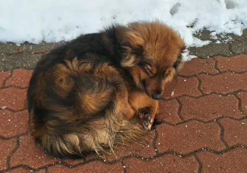 Czyżew: Spokojny czworonóg kręci się przy zakładach mięsnych. Rozpoznajesz go?