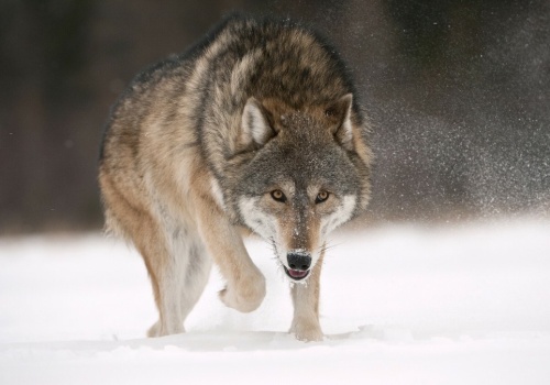 Małopolska gmina ostrzega przed wilkami. Przyrodnicy uspokajają