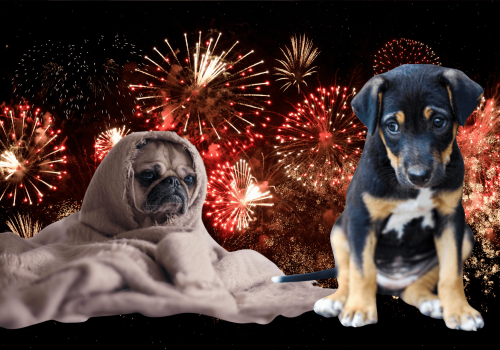 Zakaz używania fajerwerków przez osoby fizyczne. Teraz strzelać mogą tylko przedsiębiorcy