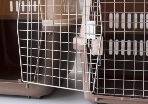 Dramat zwierząt na Rakowie. 27-latka odpowie przed sądem za znęcanie się nad kotem i świnkami morskimi