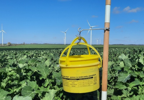 Dlaczego zabiegi insektycydowe w rzepaku wiosną bywają nieskuteczne? Kluczowa rola monitoringu i właściwego terminu oprysku