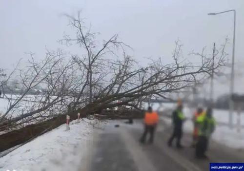 Niebezpieczny incydent w Siedliskach: Drzewo runęło na przejazd kolejowy