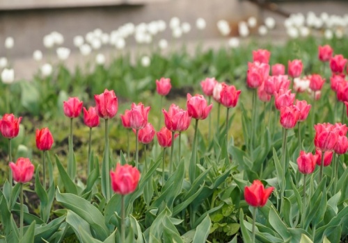 Zamiast wyrzucać, wykorzystaj w ogrodzie. Tulipany będą najpiękniejsze w okolicy