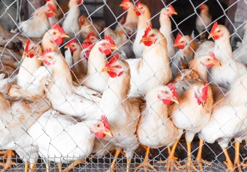 Ptasia grypa w powiecie konińskim. Żychlin i Żdżary w strefie zagrożenia