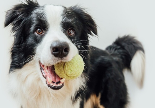 Relacja z właścicielem może wpływać na poziom inteligencji psa. Nowe badanie