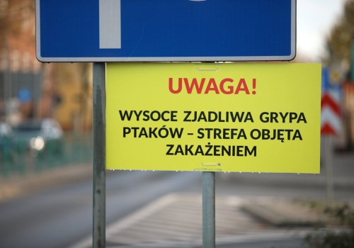 Ognisko ptasiej grypy w Olsztynie. 