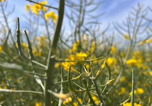 Większość oleistych podrożała na światowych giełdach