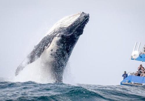 Sesja gigantów: KGHM w polecanym sektorze przez Bank of America, Orlen większy niż Adidas czy Maersk