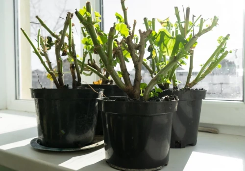 Masz na to tylko kilka dni. Połowa lutego przesądza o kwitnieniu pelargonii