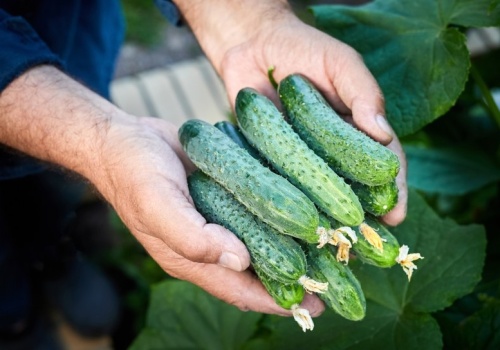 W tym roku zasadź te odmiany ogórków. Nie gorzknieją i są idealne na przetwory