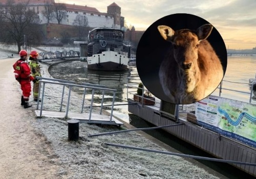 Sarna utknęła na Wiśle. Krakowscy strażacy ruszyli na pomoc