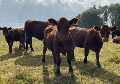 Sektor wołowiny w warunkach zmieniającego się rynku. Ocenia Jerzy Wierzbicki