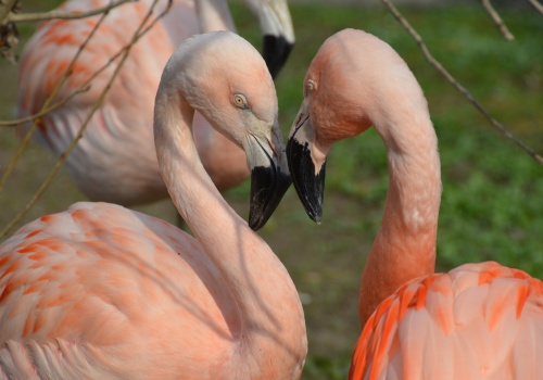 Walentynkowa gra terenowa w warszawskim zoo