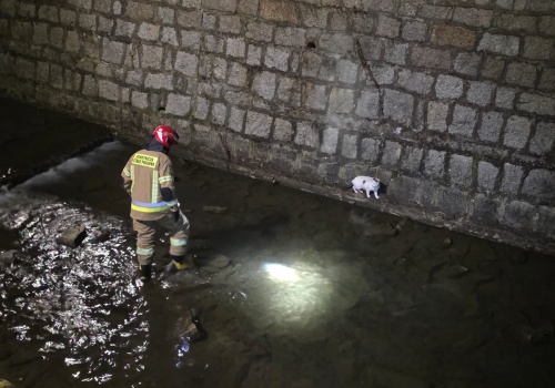 Kot uwięziony w głębokim korycie rzeki