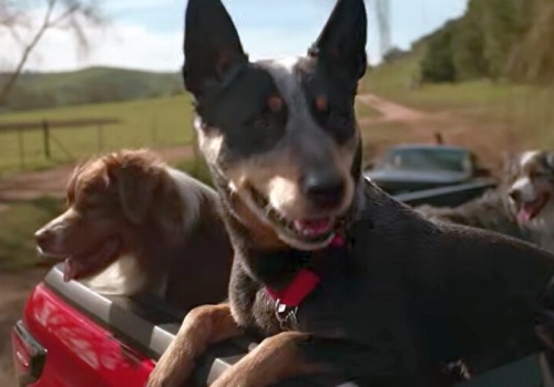 Australia przykręca śrubę Toyocie. Chodzi o reklamę Hiluxa z… psami