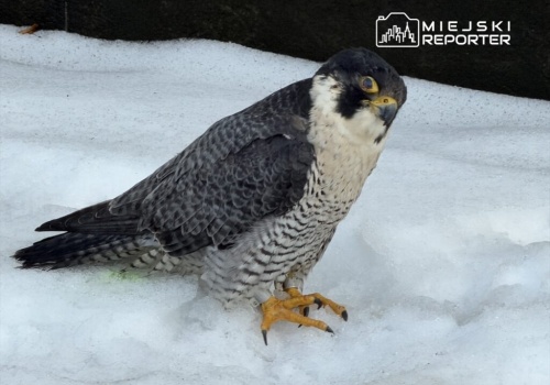 Nie żyje 13-letnia sokolica Giga z Pałacu Kultury i Nauki