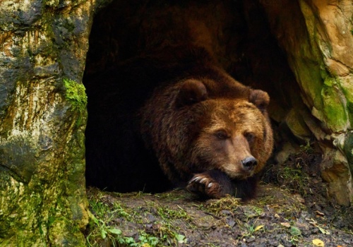 „To karmienie niedźwiedzi myśliwymi”. Spór o odstraszanie dzikich zwierząt nabiera tempa