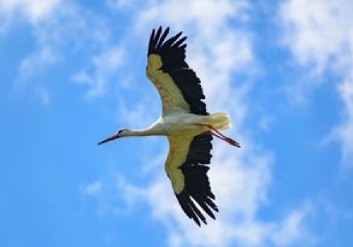 Bociany w Afryce szykują się do drogi. Kiedy dotrą do Polski?