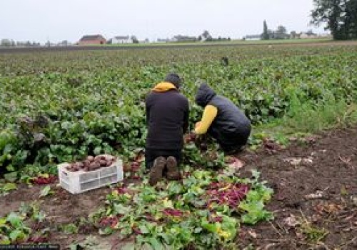 Warzywa gniją na polach. Rolnicy w tarapatach
