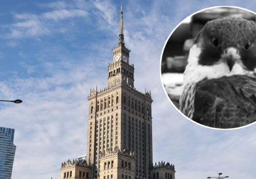 Nie żyje słynna Giga. Samica sokoła mieszkała na szczycie Pałacu Kultury i Nauki