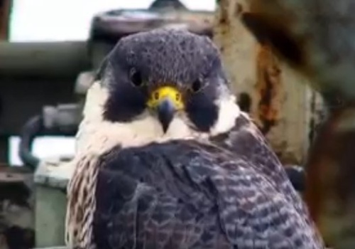 Pożegnanie Gigi: Odeszła słynna sokolica z Pałacu Kultury