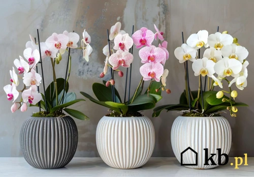 Ten trik z płatkiem kosmetycznym sprawi, że storczyk znów zakwitnie