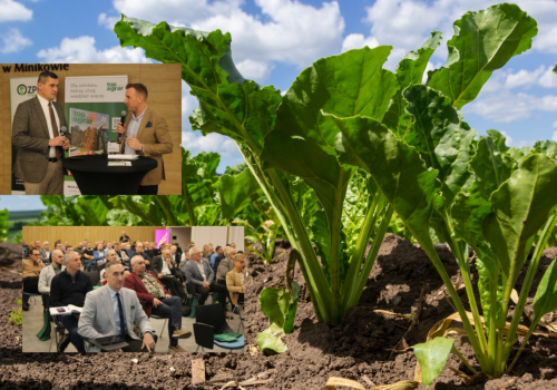 Burak cukrowy pod presją szkodników: jak sobie poradzić w nowym sezonie? Eksperci w Minikowie podpowiadają!