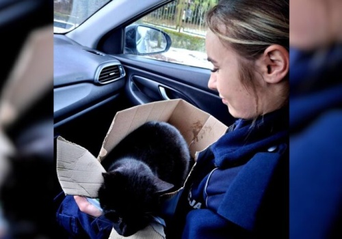 Potrącony przez samochód kot, uratowany przez sulejowskich policjantów