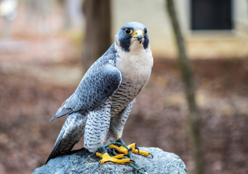 Przekazali smutną wiadomość. Nie żyje samica sokoła z Pałacu Kultury