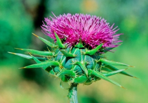 Pięknie wygląda i wspiera wątrobę. Sąsiadka pozazdrości ci tego 