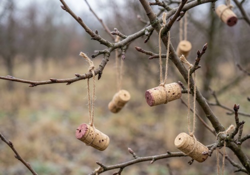 Zawieś na gałęzi zamiast wyrzucać. Mszyce go nie lubią