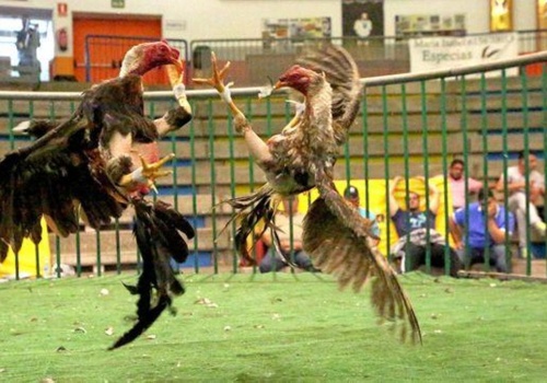 Walki kogutów na Wyspach Kanaryjskich nielegalne od 2007 roku