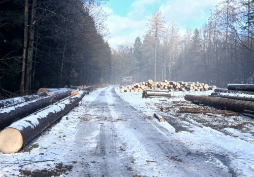 „Przygnębiający widok”. Mieszkańcy zszokowani skalą wycinki, leśnicy tłumaczą