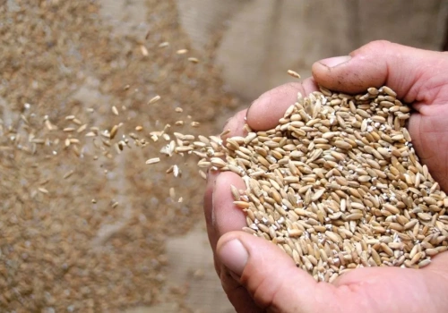 Kwalifikowany materiał siewny to wyższy plon i mniej oprysków. Dlaczego warto w niego inwestować?