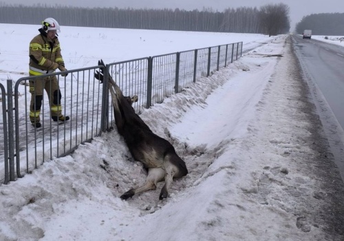 Skok przez barierki się nie udał. Łoś utknął, na pomoc ruszyli strażacy