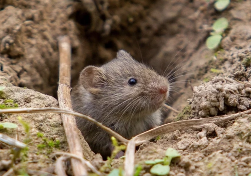 Wbij to w ziemię jeszcze dziś. Nornice uciekną z ogrodu szybciej, niż myślisz